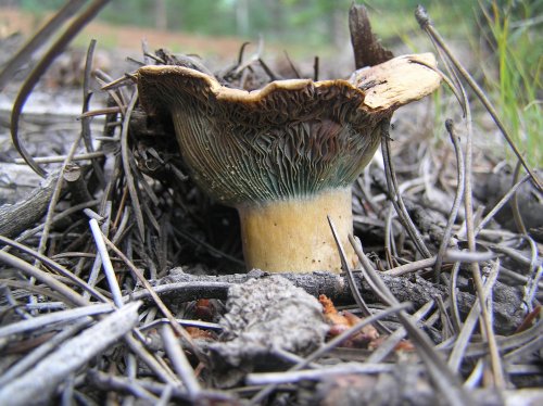 OLYMPUS DIGITAL CAMERA