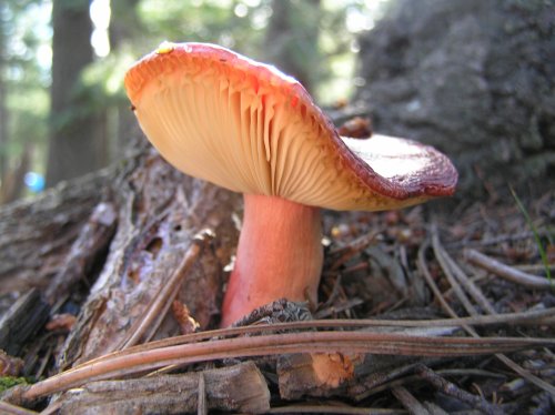 OLYMPUS DIGITAL CAMERA