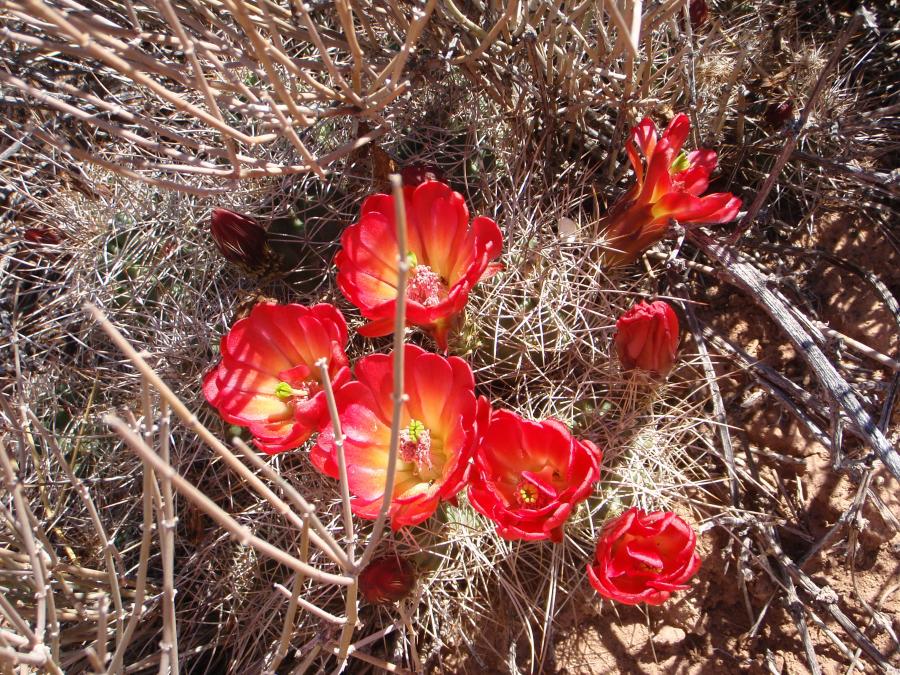 San Rafael Desert Spring 2008