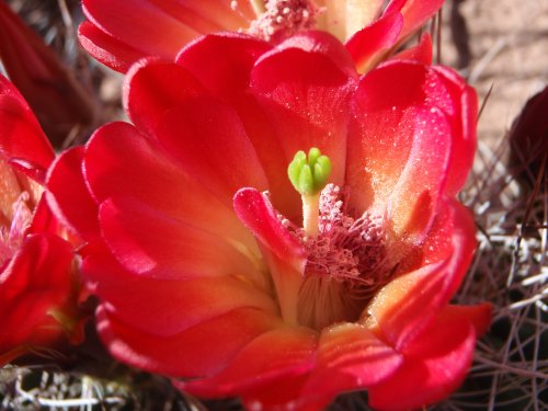 OLYMPUS DIGITAL CAMERA