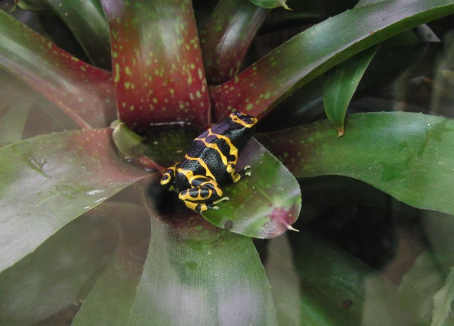 Denver Botanic Gardens June 2009