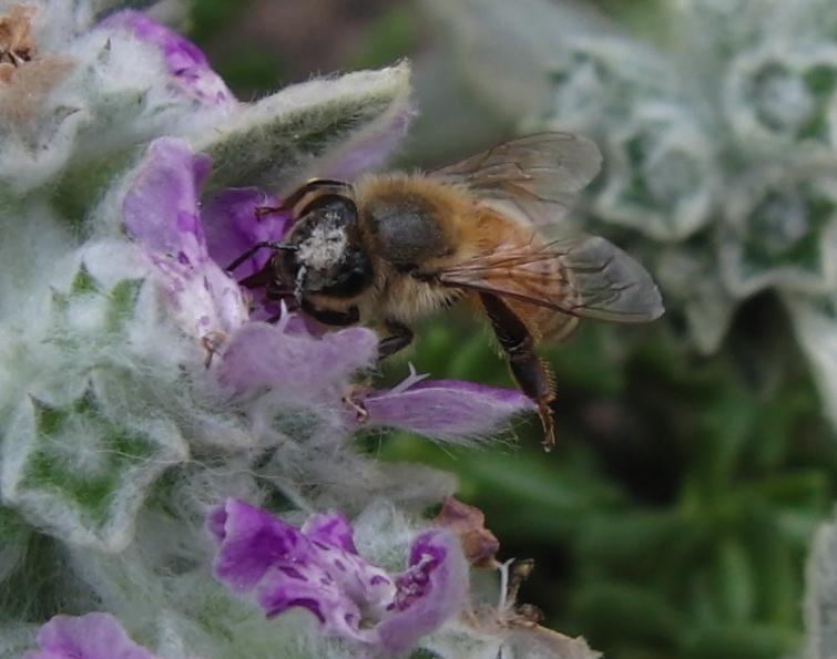 Salt Lake City July 2009