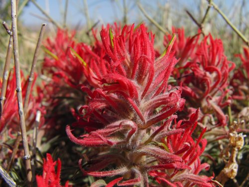 Desert Paintbrush closeup