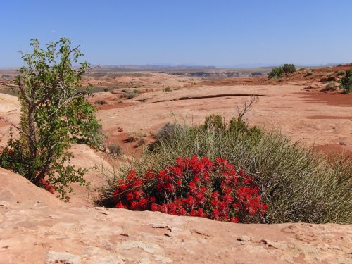 Desert Paintbrush with view