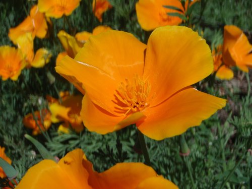 OLYMPUS DIGITAL CAMERA