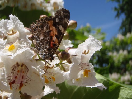 OLYMPUS DIGITAL CAMERA