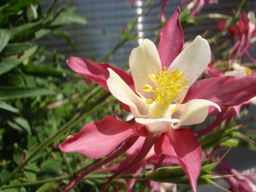 OLYMPUS DIGITAL CAMERA