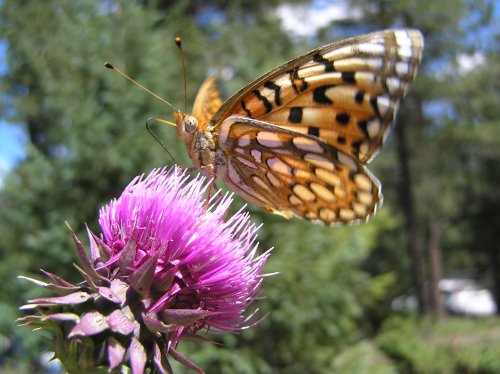 OLYMPUS DIGITAL CAMERA