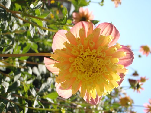 OLYMPUS DIGITAL CAMERA