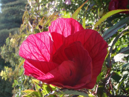 OLYMPUS DIGITAL CAMERA