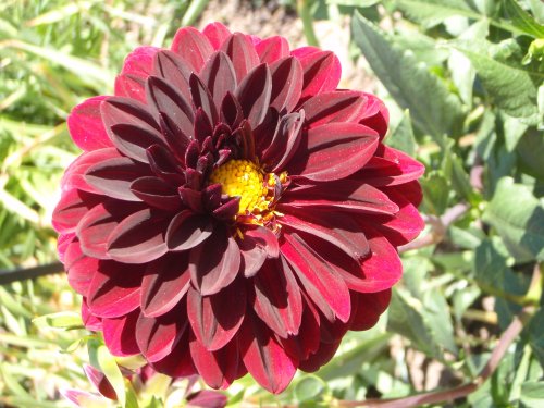 OLYMPUS DIGITAL CAMERA