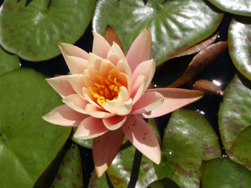 OLYMPUS DIGITAL CAMERA