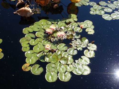 OLYMPUS DIGITAL CAMERA