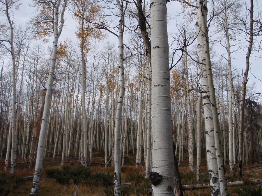Elk Hunting in Colorado