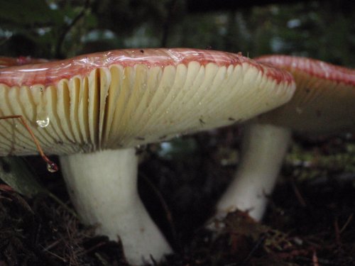 OLYMPUS DIGITAL CAMERA