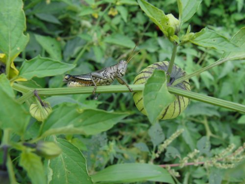Grasshopper