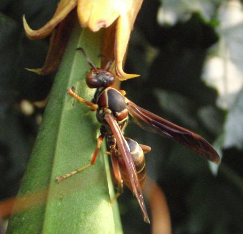 Wasp on Trumpet Vine