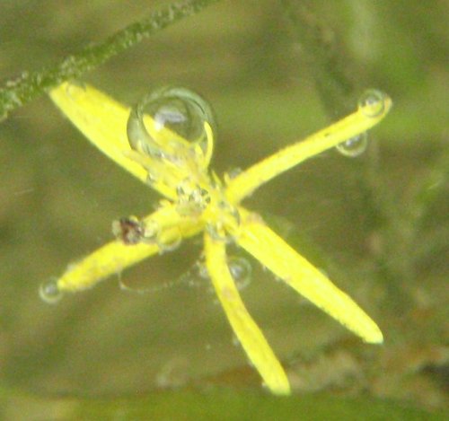 Bubble on flower in the Shenandoah River