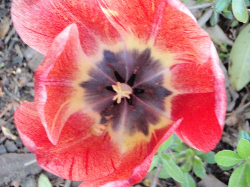 OLYMPUS DIGITAL CAMERA