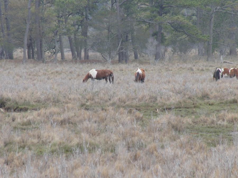 Chincoteague Island