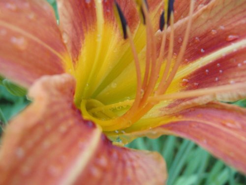 OLYMPUS DIGITAL CAMERA