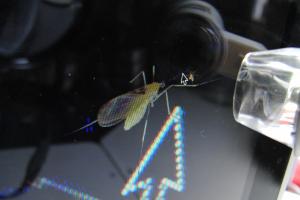 Microscope