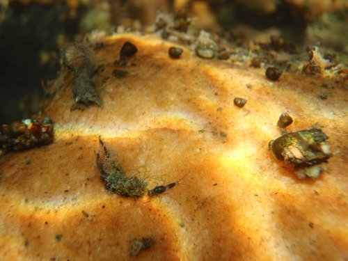 OLYMPUS DIGITAL CAMERA