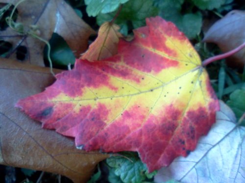 Fall leaf