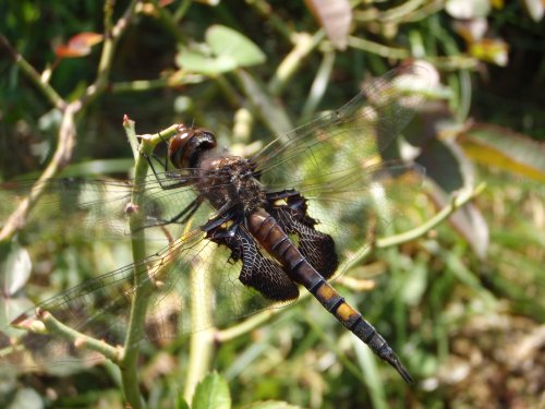 OLYMPUS DIGITAL CAMERA